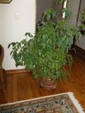 Large Healthy Plant