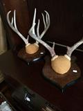                 Two of three deer antlers mounts