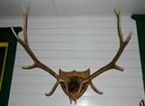 Elk Horns Mounted (Colorado)