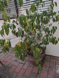 Ficus