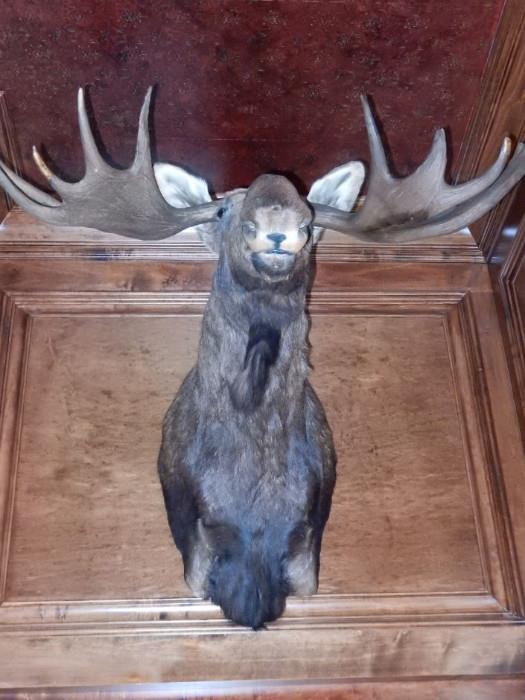 Huge Moose Head. Just Cleaned and in Great Shape! 