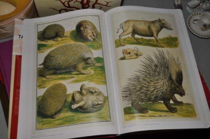 443 Book Cabinet of Natural Curiosities by Seba publisher Taschen