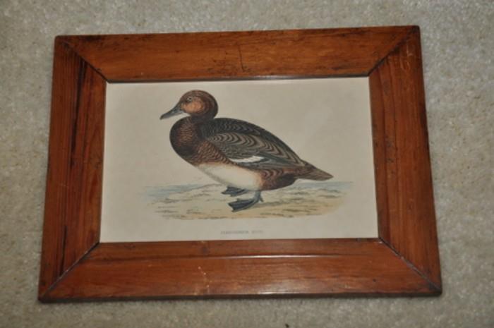 502 Ferruginous Duck Rare handcolored engraving 1870 frame 9.75 x 7.5