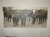 super wide cow art photo!