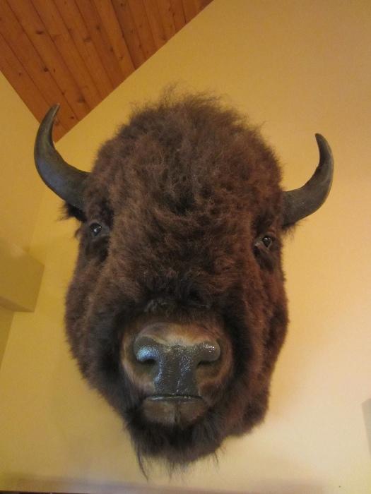 Very, Very Large Bison Taxidermy