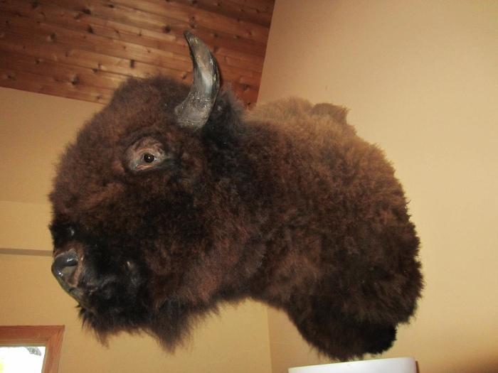 Large bison taxidermy
