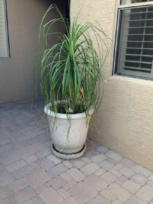 Palm in Patio Pot
