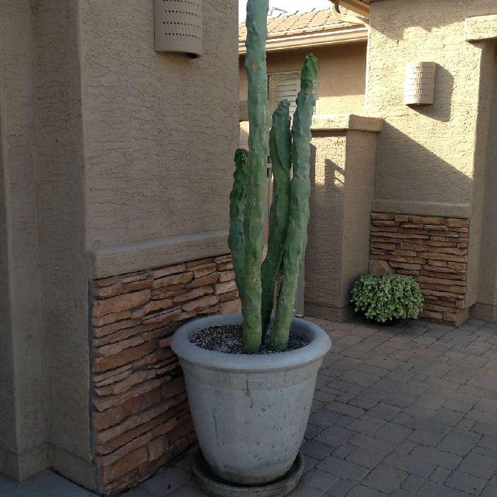 Cactus in Patio Pots