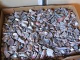 THOUSANDS OF ABALONE SHELL PIECES