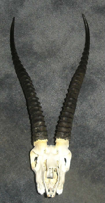 African antelope antlers