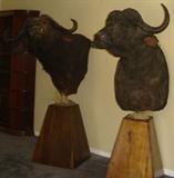 Cape buffalo pedestal mounts