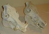 Wild boar skulls
