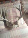 Deer Antlers