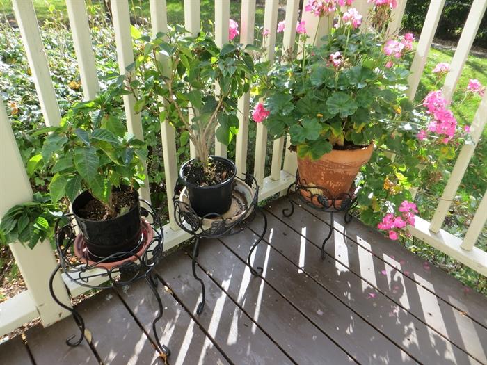 Live outdoor plants and plant stands