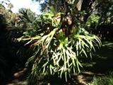 1of 2 Magnificent staghorn ferns, ready to hang