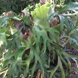 Another giant staghorn fern ready to hang