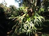 Gigantic staghorn fern.......needs a new home