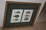 FISH PICTURE $50