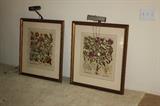 Antique Botanical Plates
