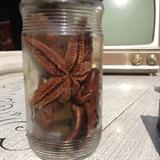 A science project forgotten about since the 70's, still in its Nescafe jar!!!