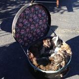 Vintage Leather Heat Box filled with all kinds of vintage furs.