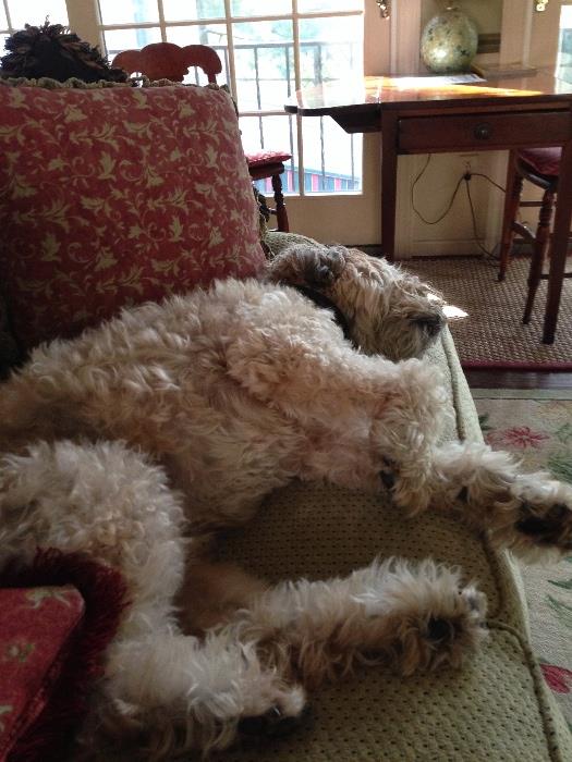 Willie the Wheaten at rest