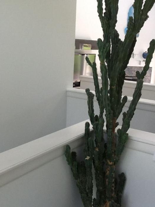 live cactus - tall 