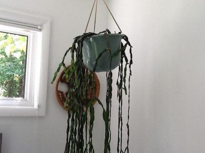 live plants - hanging