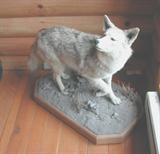Full Coyote