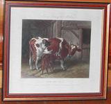 Cow and Calf by Mr. Herring Plate 19