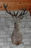 Large Deer Mount