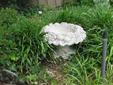 Concrete planter have 2 of them