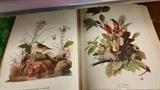 James Audobon Bird Book.  Illustrations are exceptional.