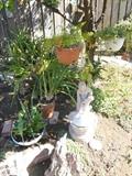Orchid Plants, Hanging Ferns, Pots and Garden Statues