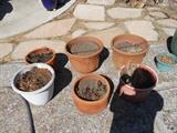 Ceramic Clay Pots and some Plastic Pots