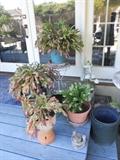 Christmas Cactus Plants in Large Pots and Metal Stands