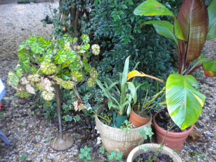 Unusual potted plants and pots of all sizes