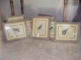 Hummingbirds