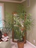 one of several large and dramatic silk trees