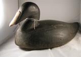 Eider Hen circa 1930 - tag number 136