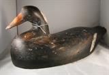 Nova Scotia Scoter - signed OFA - tag number 132