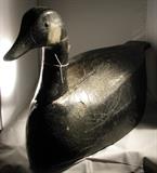 Canvasback Goose - tag number 166