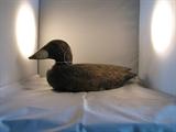 Maine/Nova Scotia Scoter - tag number 23