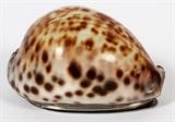 Lot#1257, SILVER MOUNTED COWRIE SHELL SNUFF BOX, C. 1800, L 3"Silver rim and hinged cover with chased scroll motifs, possibly marked at the interior rim (see additional photo).