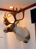 Caribou mount