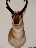 Antelope mount