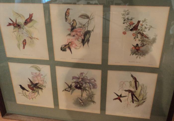 J. Gould bird prints. Large presentation of six.