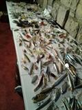 Floater, Top water, spinner baits, new & vintage