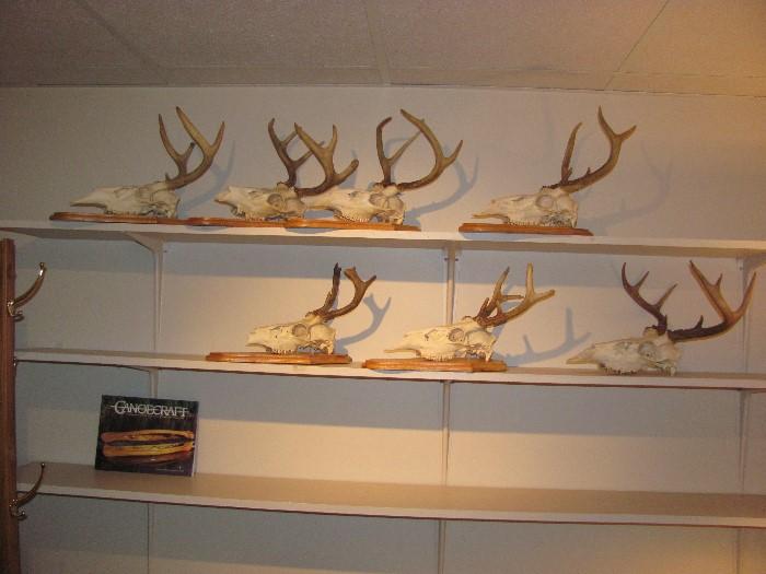 Taxidermy deer scull mounts with antlers 