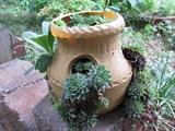 Hen's & chicks pot